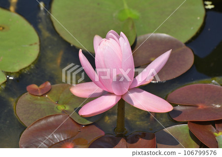 perry's pink heaven 106799576
