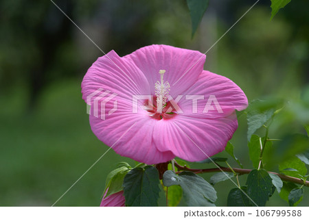 Titan Bicalus Titan Bicalus 106799588