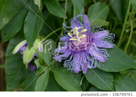 觀看草 觀看草 106799761
