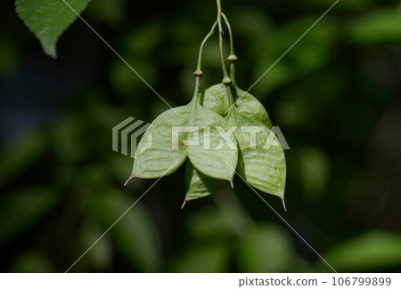 Staphylea pinnata Staphylea pinnata 106799899