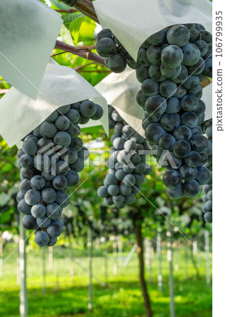 Grapes about to be harvested 106799935