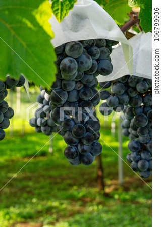Grapes about to be harvested Grapes about to be harvested 106799936