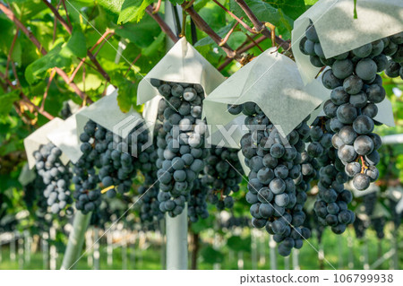即將收穫的葡萄 即將收穫的葡萄 106799938