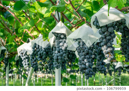 即將收穫的葡萄 即將收穫的葡萄 106799939