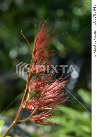 桑克西亞 桑克西亞 106799943