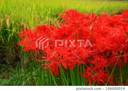 ``Higanbana'' seen on Nakasendo / Joshu in autumn ``Higanbana'' seen on Nakasendo / Joshu in autumn 106800014
