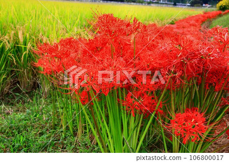 ``Higanbana'' seen on Nakasendo / Joshu in autumn ``Higanbana'' seen on Nakasendo / Joshu in autumn 106800017