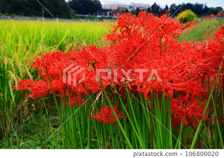 ``Higanbana'' seen on Nakasendo / Joshu in autumn ``Higanbana'' seen on Nakasendo / Joshu in autumn 106800020