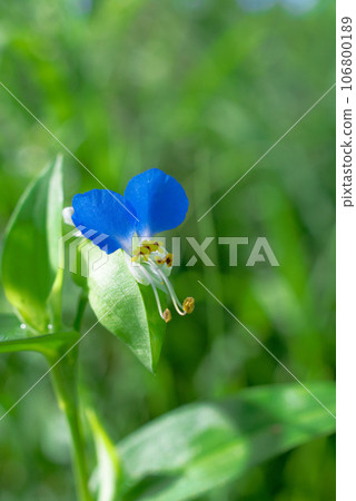 可愛的盛開的白晝花 可愛的盛開的白晝花 106800189