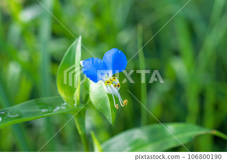 可愛的盛開的白晝花 106800190