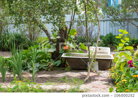 Old cast iron bathtubs for watering plants in the garden, pumpkins hanging on a tree. Old cast iron bathtubs for watering plants in the garden, pumpkins hanging on a tree. 106800282