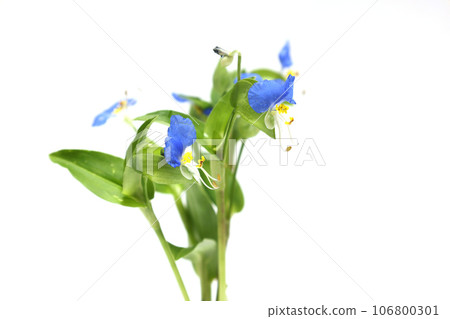 在白色背景上的 Commelina 共產主義 在白色背景上的 Commelina 共產主義 106800301