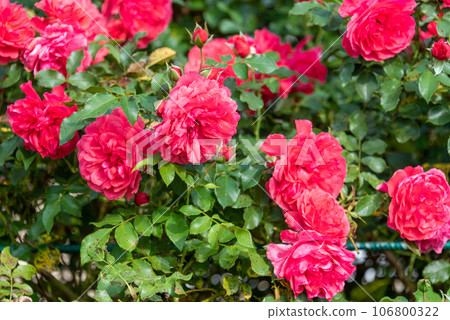 Beautiful blooming pink buds of spray roses in a rose garden. 106800322