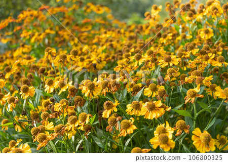 Soft focus on blooming helenium buds. Focus on the front, back blurred. 106800325