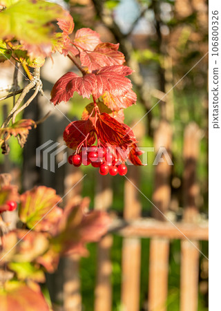 Branch with autumn leaves and ripe viburnum berries. 106800326