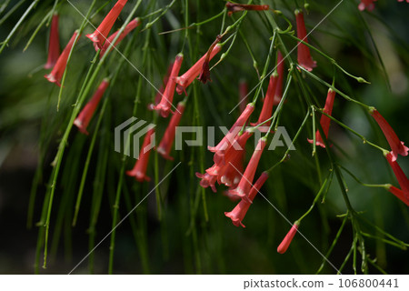 Hana herring Hana herring 106800441