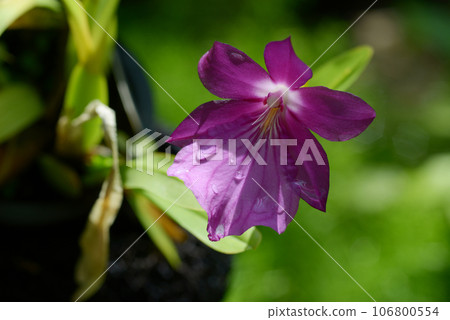 米爾頓莫雷利亞納蘭花花 米爾頓莫雷利亞納蘭花花 106800554
