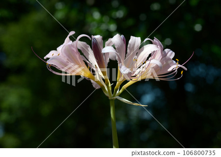 Natsuisen Sen Natsuisen Sen 106800735