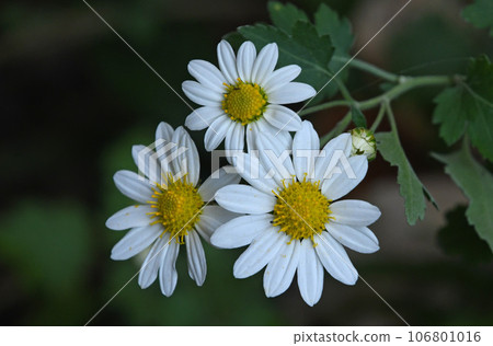 兵庫縣的花，原產地姬路，中央有美麗的黃色圓柱花，周圍有白色花瓣的舌狀花。 106801016
