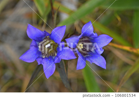 A beautiful dark blue-purple flower seen in wetlands. 106801534
