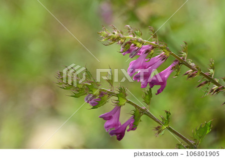 Mamacona, a semi-parasitic plant with beautiful inflorescences of reddish-purple flowers found on the edge of forests in mountains, is beautiful. 106801905