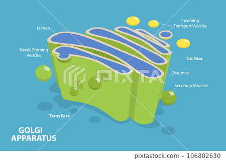 3D Isometric Flat Vector Conceptual Illustration of Golgi Apparatus 3D Isometric Flat Vector Conceptual Illustration of Golgi Apparatus 106802630