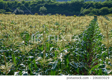 Corn field Akagi Town Tanashita Shibukawa City 106803029