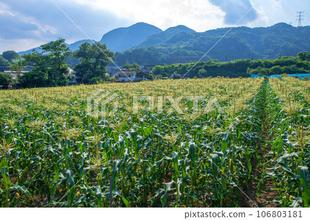 Corn field Akagi Town Tanashita Shibukawa City Corn field Akagi Town Tanashita Shibukawa City 106803181