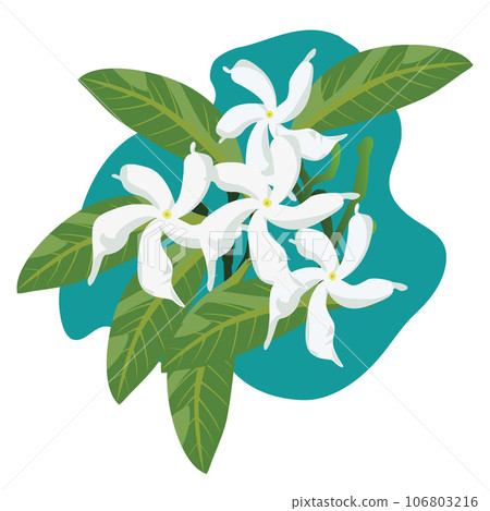 Jasminum sambac Vector Jasminum sambac Vector 106803216