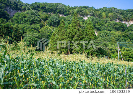 Corn field Akagi Town Tanashita Shibukawa City Corn field Akagi Town Tanashita Shibukawa City 106803229