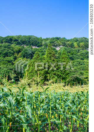 Corn field Akagi Town Tanashita Shibukawa City 106803230