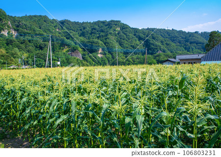 玉米田 赤城町 田下 澀川市 106803231