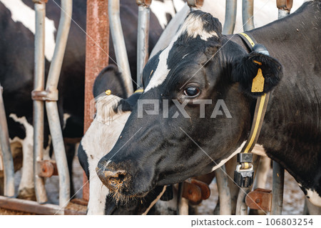 Black and white spotty cows on a farm 106803254