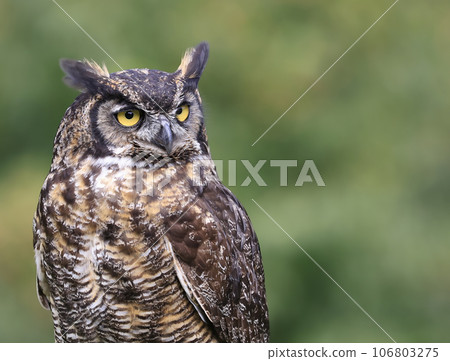 Great-horned Owl portrait, Quebec, Canada Great-horned Owl portrait, Quebec, Canada 106803275