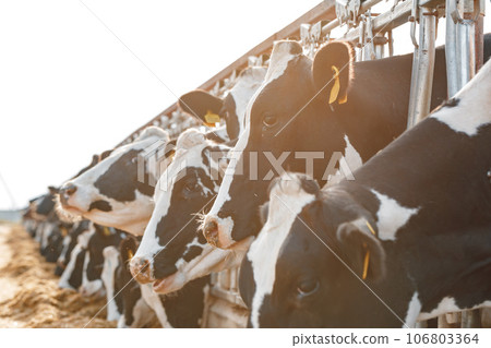 Black and white spotty cows on a farm 106803364