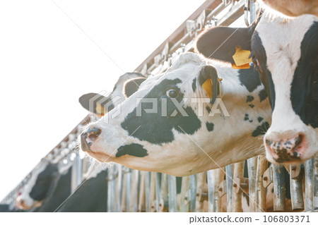 Black and white spotty cows on a farm 106803371