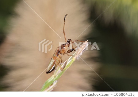 Creatures Insects Bearded stink bug, larva. The long antennae and thick front legs are the same as the adult, and the belly is yellow-green, red, and black. Creatures Insects Bearded stink bug, larva. The long antennae and thick front legs are the same as the adult, and the belly is yellow-green, red, and black. 106804133