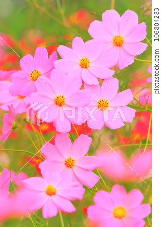 Beautiful pink cosmos flowers Beautiful pink cosmos flowers 106804283