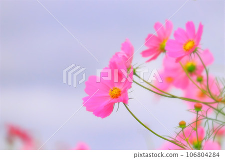 美麗的粉紅色波斯菊花 106804284