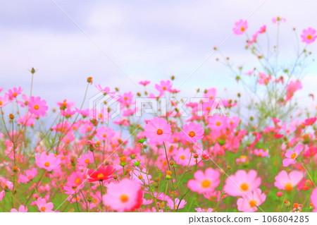 華麗的粉紅色波斯菊花簇簇生長 106804285