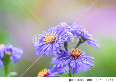 Purple aster bokeh background Purple aster bokeh background 106804433