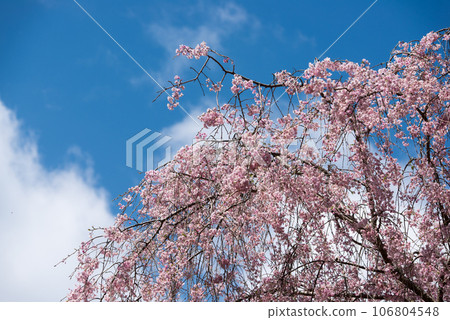 Blue sky and weeping cherry blossoms Blue sky and weeping cherry blossoms 106804548