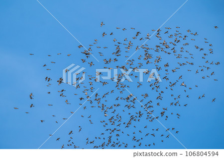一群鵯在藍天上飛翔 一群鵯在藍天上飛翔 106804594