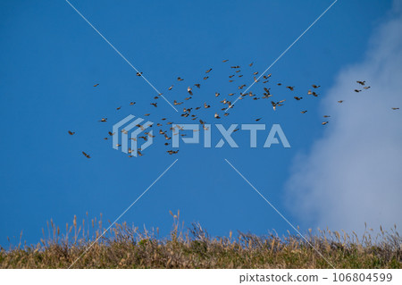A flock of bulbuls flying against the blue sky 106804599