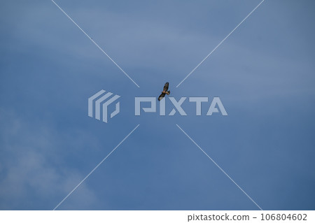一隻禿鷹在藍天上飛翔尋找獵物 106804602