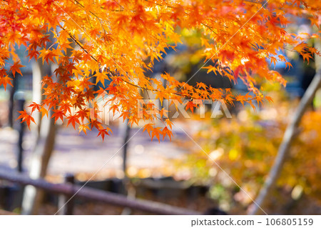 [Autumn leaves material] Autumn leaves of Daio Wasabi Farm in Azumino City [Nagano Prefecture] 106805159