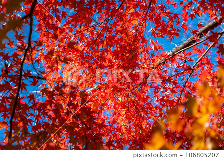 [Autumn leaves material] Autumn leaves of Takato Castle Ruins Park [Nagano Prefecture] 106805207