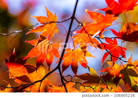 [Autumn leaves material] Autumn leaves of Takato Castle Ruins Park [Nagano Prefecture] 106805216