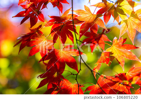 [紅葉素材] 高遠城公園的紅葉[長野縣] 106805220