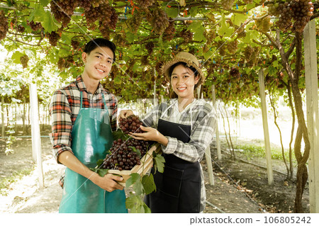 Young Asia Couple farmer holding grapes after harvest from the organic vineyard, healthy fruit concept 106805242